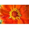 Zinnia à grande fleur