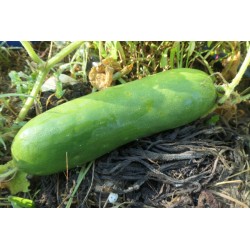 Concombre le remarquable (cucumis sativus)