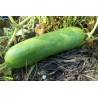 Concombre le remarquable (cucumis sativus)