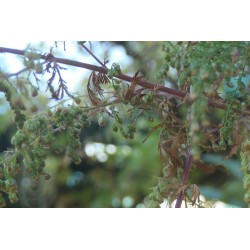 Armoise Annuelle - ARTEMISIA ANNUA