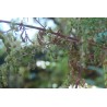 Armoise Annuelle - ARTEMISIA ANNUA
