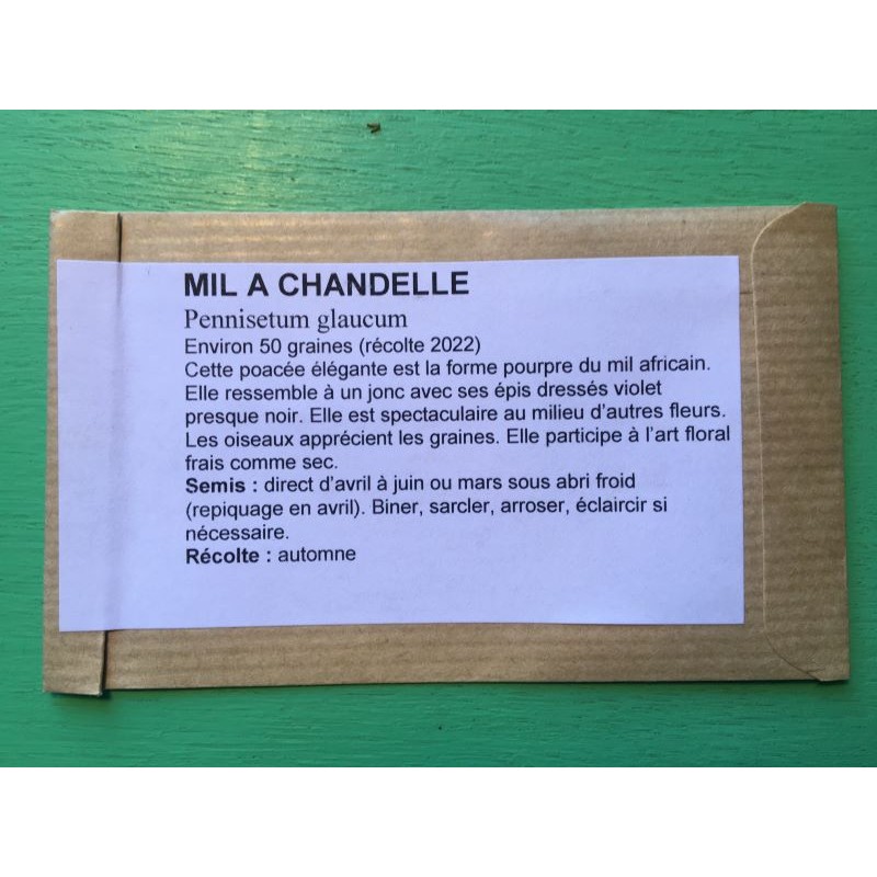 Mil à chandelle - PENNISETUM GLAUCUM