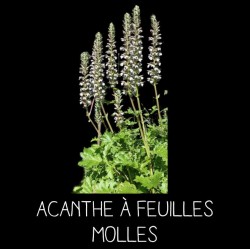 Acanthe à feuilles molles - ACANTHUS MOLLIS