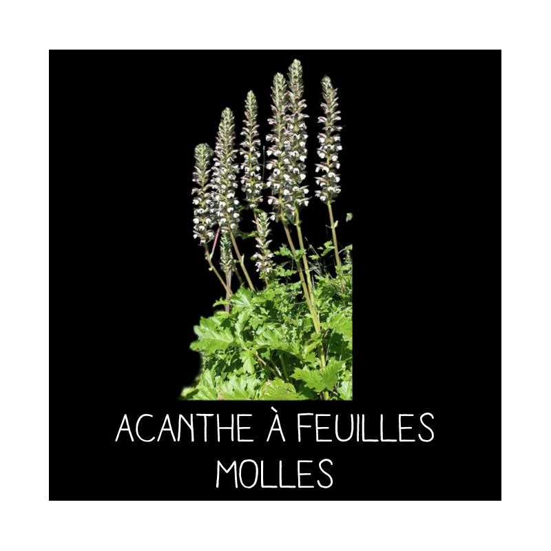 Acanthe à feuilles molles - ACANTHUS MOLLIS
