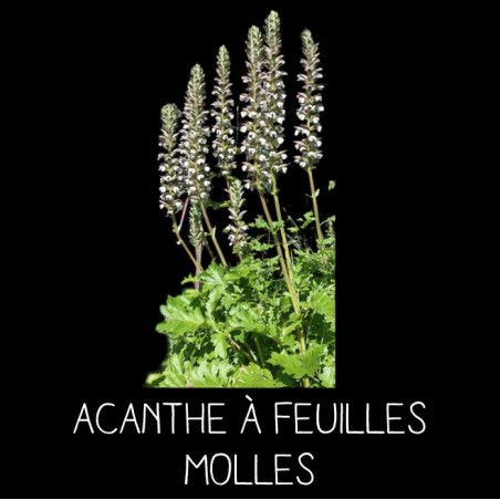 Acanthe à feuilles molles - ACANTHUS MOLLIS