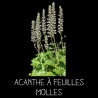 Acanthe à feuilles molles - ACANTHUS MOLLIS