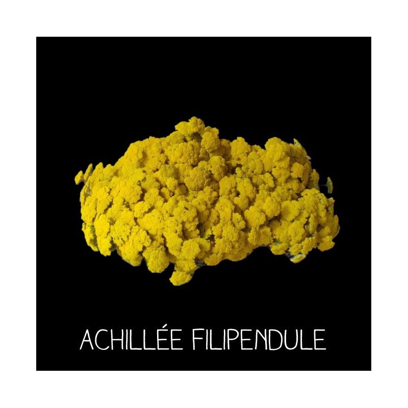 Achillée fillipendule - ACHILLEA FILLIPENDUL A