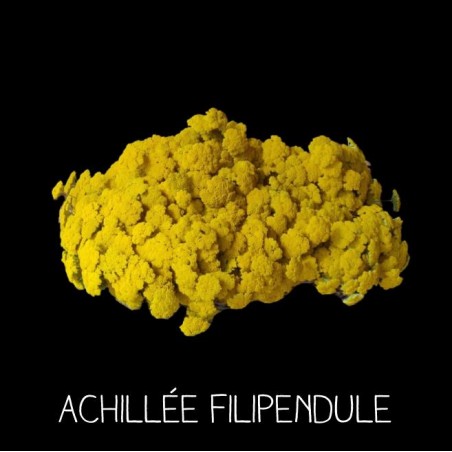 Achillée fillipendule - ACHILLEA FILLIPENDUL A