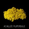 Achillée fillipendule - ACHILLEA FILLIPENDUL A
