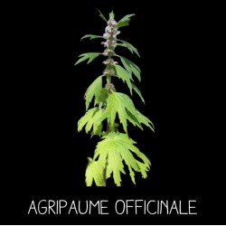 Agripaume officinale - LEONURUS CARDIACA