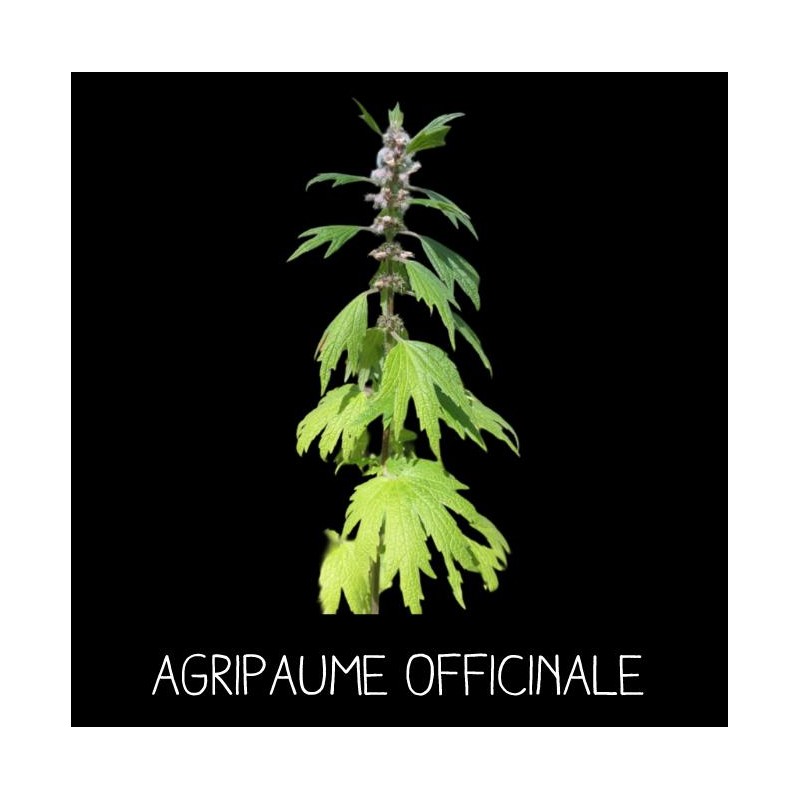 Agripaume officinale - LEONURUS CARDIACA