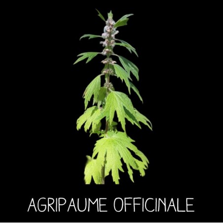 Agripaume officinale - LEONURUS CARDIACA