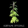 Agripaume officinale - LEONURUS CARDIACA