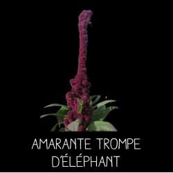 Amarante trompe d’éléphant - AMARANTHUS HYBRIDUS