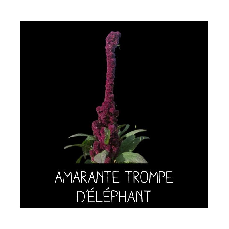 Amarante trompe d’éléphant - AMARANTHUS HYBRIDUS