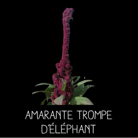 Amarante trompe d’éléphant - AMARANTHUS HYBRIDUS