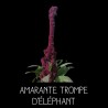 Amarante trompe d’éléphant - AMARANTHUS HYBRIDUS