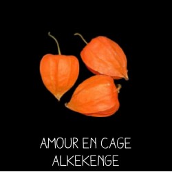 Amour en cage lanterne chinoise