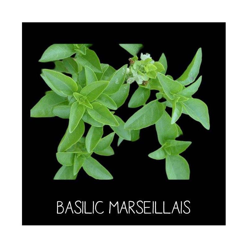 Basilic Marseillais
