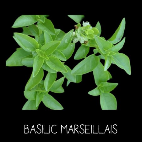 Basilic Marseillais