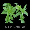 Basilic Marseillais