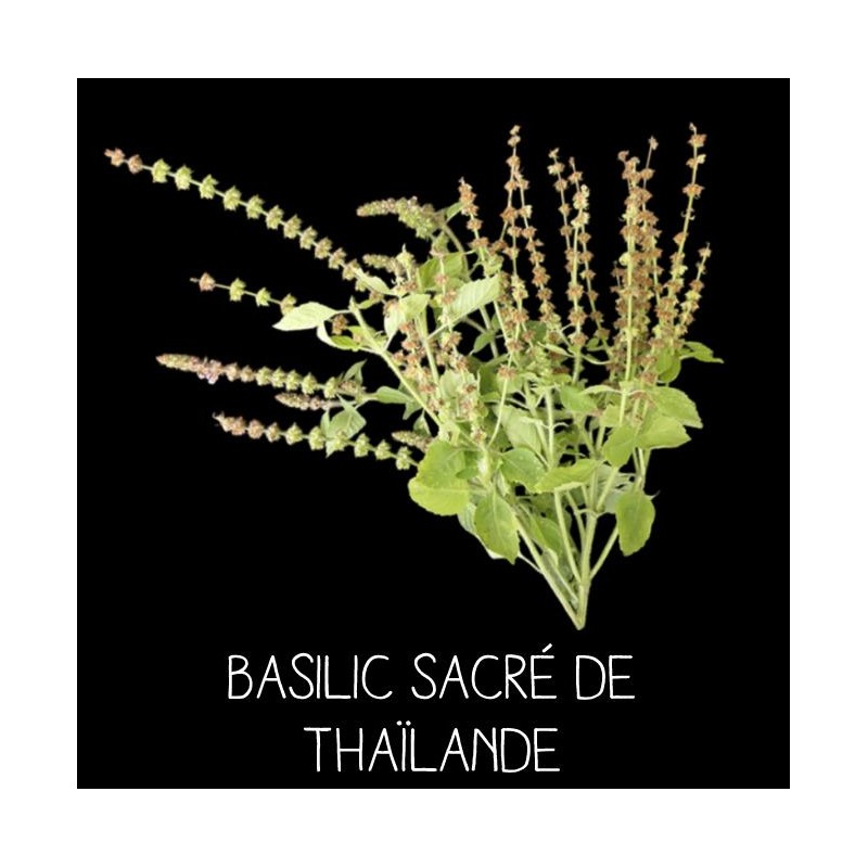 Basilic sacré de ThaÏlande