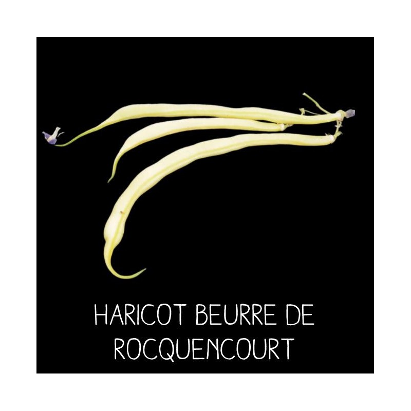 Haricot beurre de Rocquencourt nain