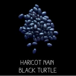 Haricot nain black turtle (type coco)