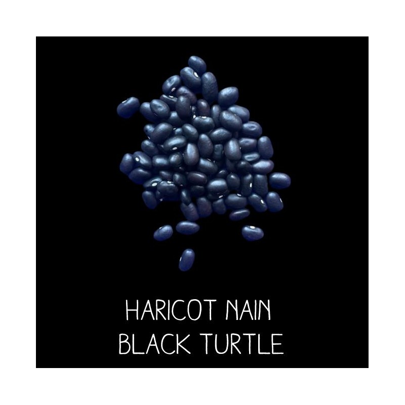 Haricot nain black turtle (type coco)