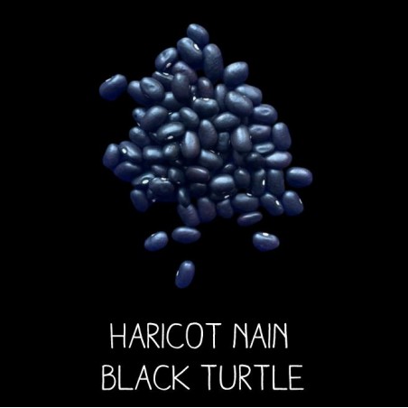 Haricot nain black turtle (type coco)