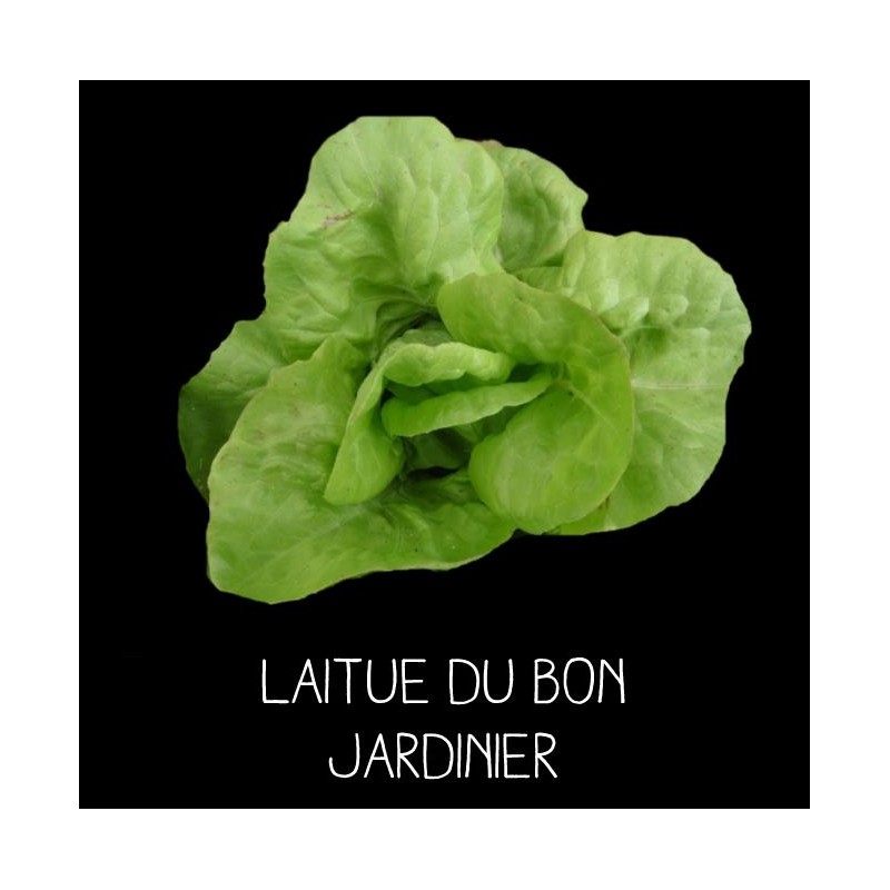Laitue du bon jardinier