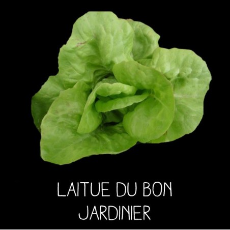 Laitue du bon jardinier