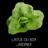 Laitue du bon jardinier