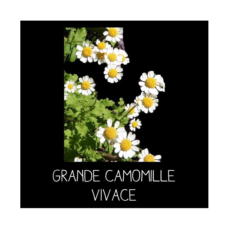 Grande camomille vivace