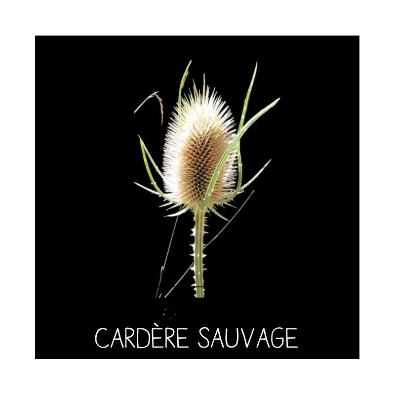 Cardère sauvage - DISPACUS SYLVESTRIS