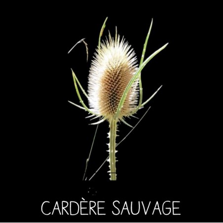 Cardère sauvage - DISPACUS SYLVESTRIS