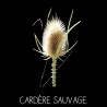 Cardère sauvage - DISPACUS SYLVESTRIS