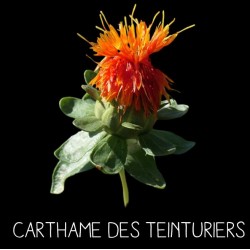 Carthame des teinturiers - CARTHAMUS TINCTORIUS