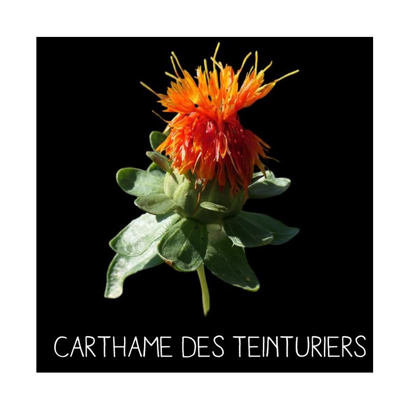 Carthame des teinturiers - CARTHAMUS TINCTORIUS