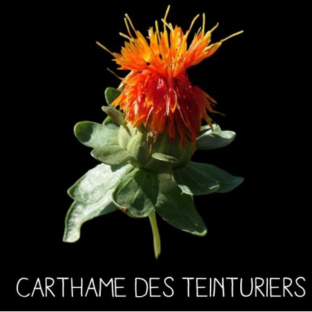 Carthame des teinturiers - CARTHAMUS TINCTORIUS