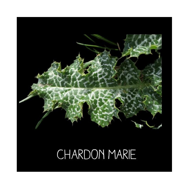 Chardon marie - SILYBUM MARIANUM