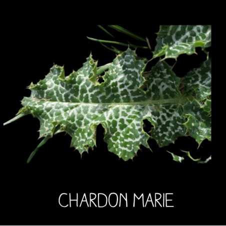 Chardon marie - SILYBUM MARIANUM