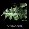 Chardon marie - SILYBUM MARIANUM
