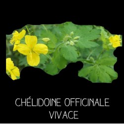 Chélidoine officinale vivace - CHELIDONIUM MAJUS