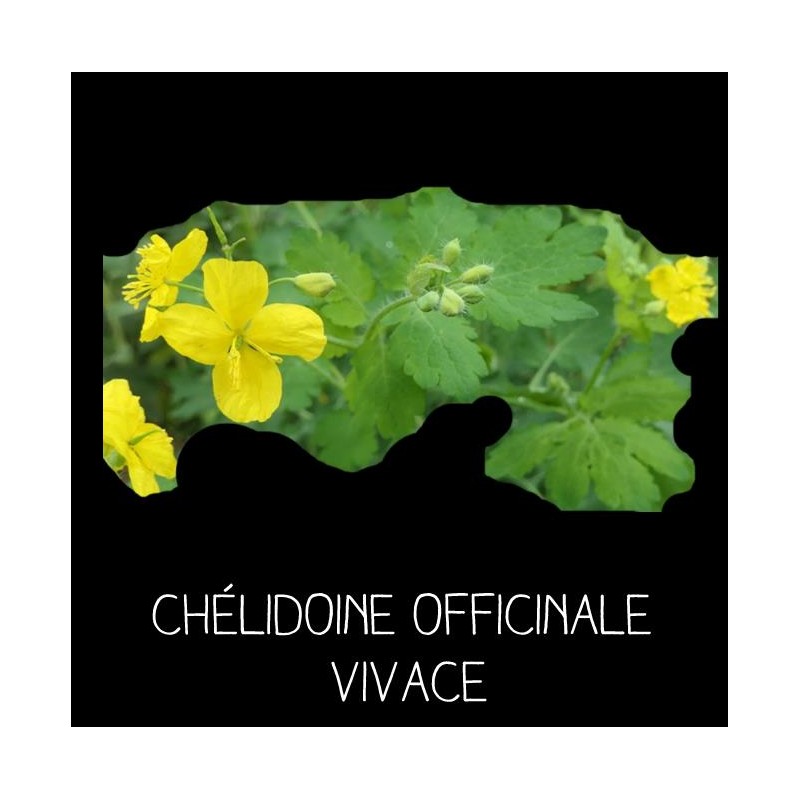 Chélidoine officinale vivace - CHELIDONIUM MAJUS