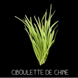 Ciboulette de Chine ou ail à fleurs odorantes ALLIUM TUBEROSUM