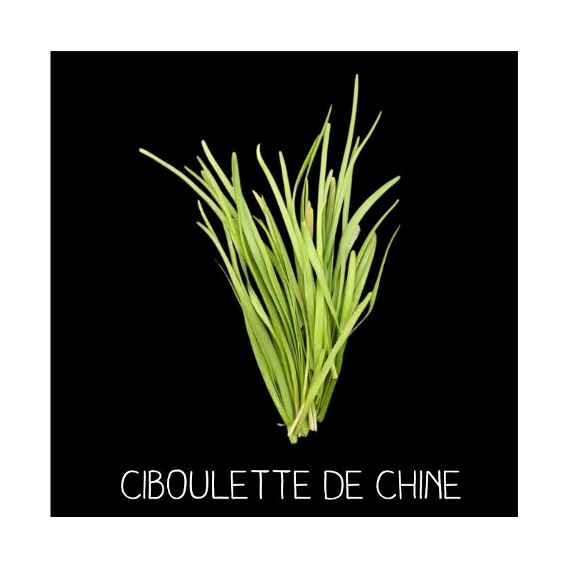 Ciboulette de Chine ou ail à fleurs odorantes ALLIUM TUBEROSUM