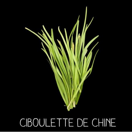 Ciboulette de Chine ou ail à fleurs odorantes ALLIUM TUBEROSUM