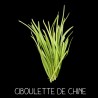 Ciboulette de Chine ou ail à fleurs odorantes ALLIUM TUBEROSUM