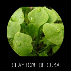 Claytone de Cuba - CL AYTONIA PERFOLIATA